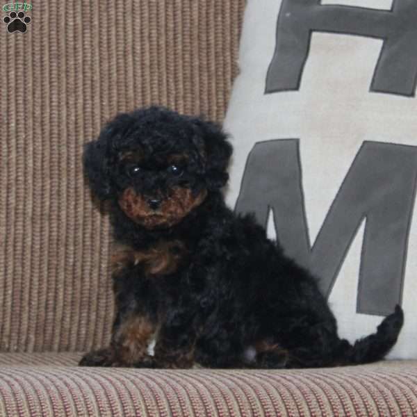 June, Cavapoo Puppy
